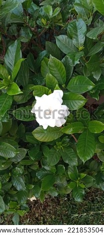 Kacapiring is an annual shrub of the rubiaceae.The flowers are white and very fragrant. The binomial name G. jasminoides means "Gardenia resembling jasmine" but  is not closely related to jasmine.