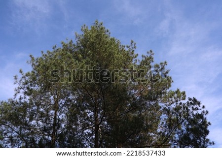 Pine tree ( Pinus strobus) with blue sky background in the morning