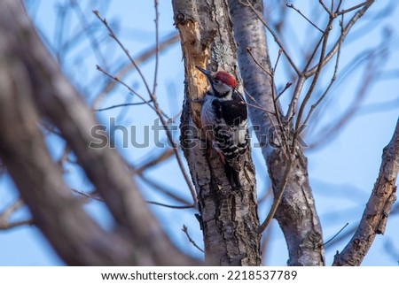 Close-up. A woodpecker sits on a bush in search of food. Woodpecker in the autumn forest.