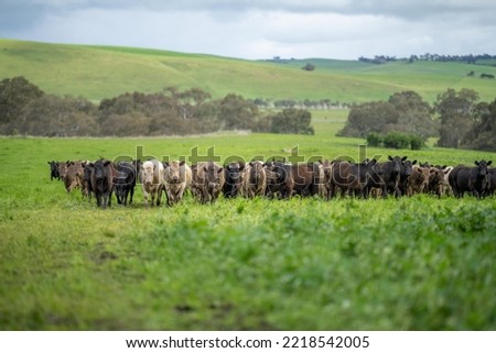 beef steaks and beef production on a farm.  cows on a ranch Royalty-Free Stock Photo #2218542005