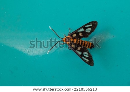 Amata huebneri is a species of moth in the genus Amata of the family Erebidae.  Adult moths of this species are black with a yellow or orange band on the belly, and transparent windows on the wings