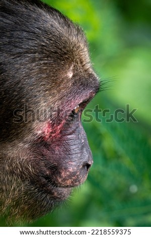 Stump-tailed macaque, Bear macaque , monkey 