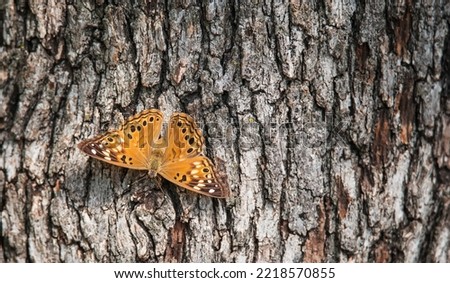 Hackberry Emperor butterfly (Asterocampa celtis) basking on tree bark on a sunny autumn day.   Royalty-Free Stock Photo #2218570855