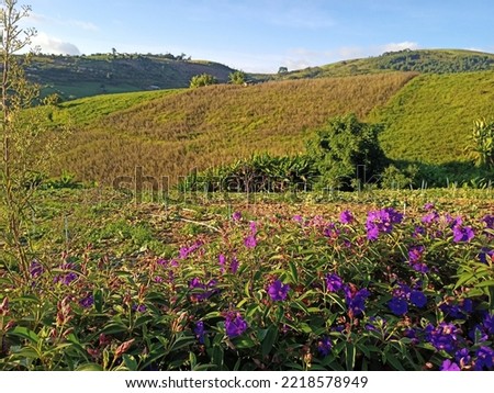 Picture of purple flowers in the moutain