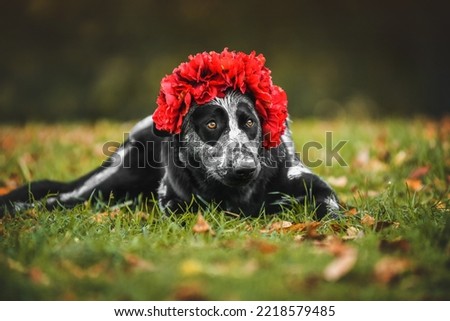 
dog in the autumn park for halloween dressed as a skeleton in dia de los muertos style