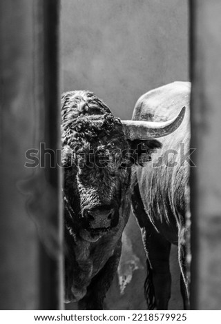 Fighting bull's head seen from the front with large antlers Royalty-Free Stock Photo #2218579925