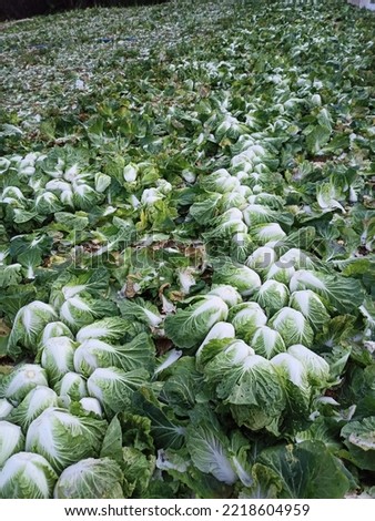 Picture of chiness cabbage in the moutain.