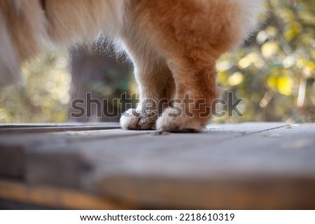 paws of a red fluffy dog in the autumn forest