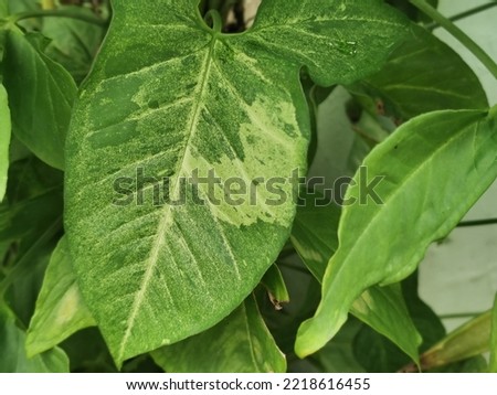 Syngonium podophyllum.Leaves of money flow.Syngonium podophyllum texture.Beautiful green background in the tropical garden of Syngonium podophyllum leaves, top view.selective focus.