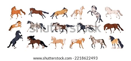 Horses set. Different thoroughbred stallion breeds during gallop, trot, walk, rearing, racing and running. Equine animals gaits. Realistic flat vector illustrations isolated on white background