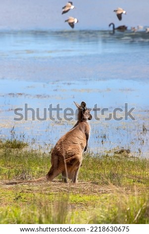 Kangaroo stands on the shore of the lake, birds on the background on the water. Australian natural wildlife. Vertical picture Royalty-Free Stock Photo #2218630675