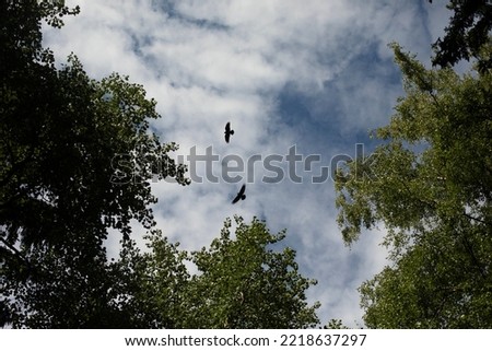 Crow in sky. View of sky with bird. Flight of Raven. Details of life in nature.