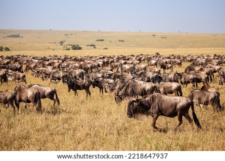 The annual Wildebeest migration means crossing the Mara river and Masai Mara Royalty-Free Stock Photo #2218647937