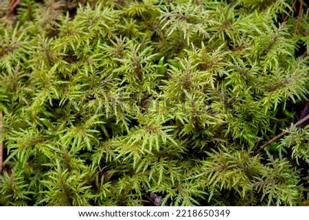 Hylocomium splendens commonly known as, mountain fern moss and splendid feather moss. Royalty-Free Stock Photo #2218650349