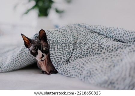 The cat lies under a warm blanket. Disgruntled frozen Sphinx. The concept of an increase in the price of energy. Cold winter and autumn. Cozy house and pet. Copy space trending picture. Hipster