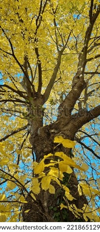 Autumnal Trees in a Vibrant Yellow colour in Gosforth, Newcastle