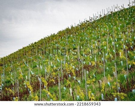 Vineyard with south slope in autumn