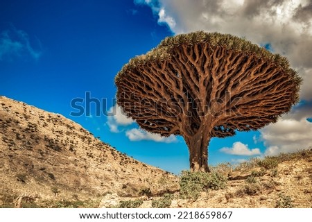 Dragon trees on Socotra Island, Yemen Royalty-Free Stock Photo #2218659867
