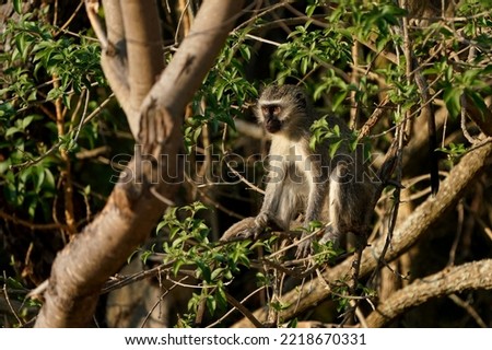 Monkey business, Vervet monkeys hanging in a tree looking around to cause mischief and be naughty and to scavenge for food. Taken in Waterberg of South Africa 