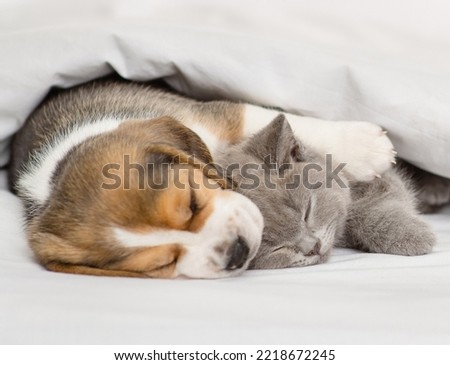 Beagle puppy hugging gray british kitten under white blanket at home in bedroom. Cute kitten and puppy at home Royalty-Free Stock Photo #2218672245