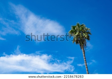 Palm tree against blue sky with clouds in summer Los Angeles California. Big thin brown and green palm tree on sunny day. West coast vibe background photo