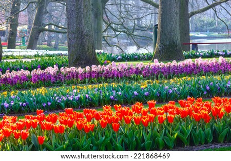Red tulips, varicolored crocuses  and pink hyacinths in spring park.