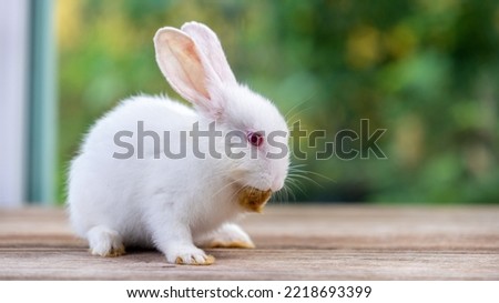 Lovely bunny easter rabbit eating food, vegetables, carrots, baby corn in garden with flowers background. Cute fluffy rabbit , Lovely mammal in nature life. Symbol animal of easter day.