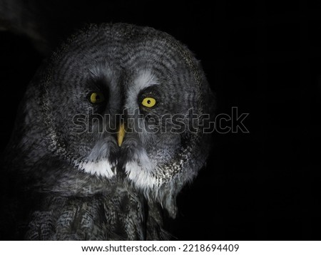 portrait great gey owl looking direct into the camera isolated on black background