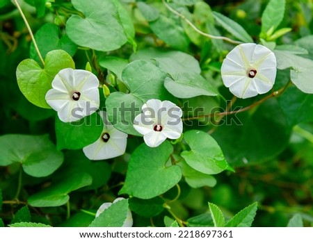Ipomoea alba, commonly called moonflower, is native to tropical America. It is a tender perennial vine that is grown in St. Louis as a warm weather annual. Royalty-Free Stock Photo #2218697361
