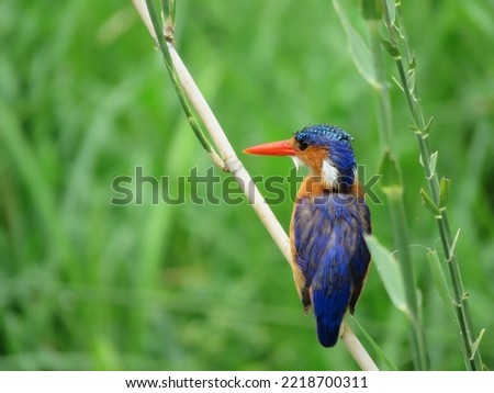 Malachite Kingfisher spotted at Kruger National Park