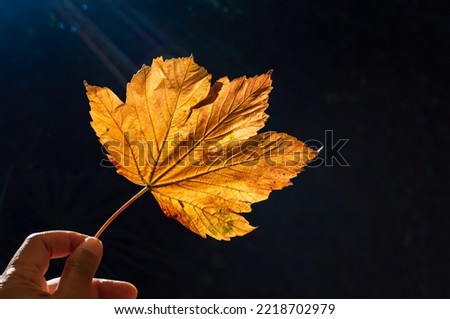 Close-up image of someone of color holding a golden autumn leaf against the sun