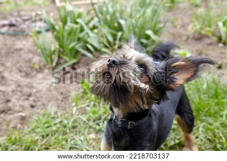 Charming dog at yard Portrait of nice dog