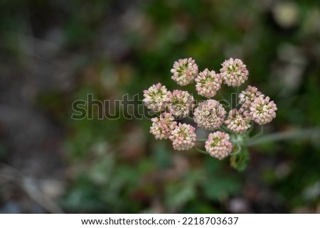 Bunch of Alsike Clover Blooms in Yellowstone with copy space