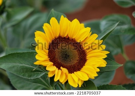 close-up view of a sunflower with depth of field.