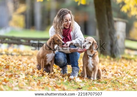 A young woman feeds her two dogs treats for obedient behavior in autumn park. Royalty-Free Stock Photo #2218707507
