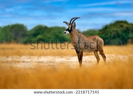 Roan antelope, Hippotragus equinus, in the grass, mountain in the background, Savuti, Chobe NP in Botswana, Africa. Animal, savannah antelope in the nature habitat. Nature wildlife.        Royalty-Free Stock Photo #2218717145