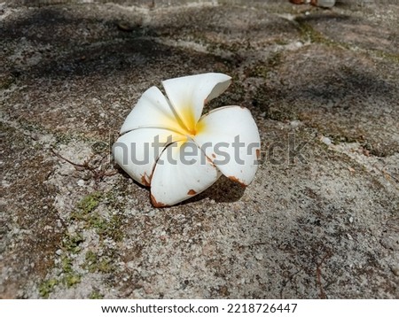 Beautiful white yellow plumeria flower or frangipani on the ground. Plumeria or frangipani flowers.