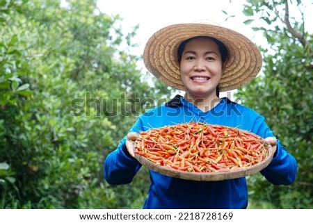  Asian woman is at garden, wears hat,blue shirt, holds tray of red chillies. Concept : Local agriculture farming. Easy living lifestyle. Farmer satisfied. Organic crops.                               