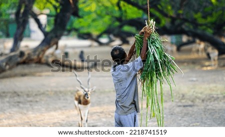 a man hanging grass for a deer
