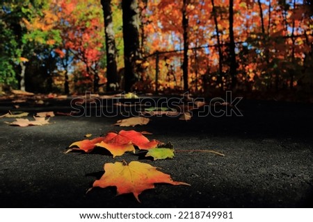 The fall leaves.. bright fall leaves on a walking trail make the trail pretty romantic and bright