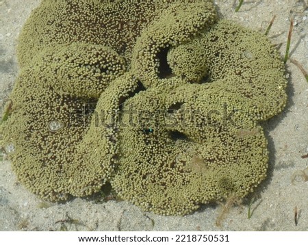 Green Stony Corals, Scleractinia, in warm and shallow tropical waters, Viti Levu, Fiji