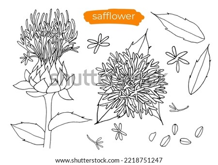 Safflower with leaves and seeds on white background.  Hand drawn black and white vector illustration, line art. Royalty-Free Stock Photo #2218751247