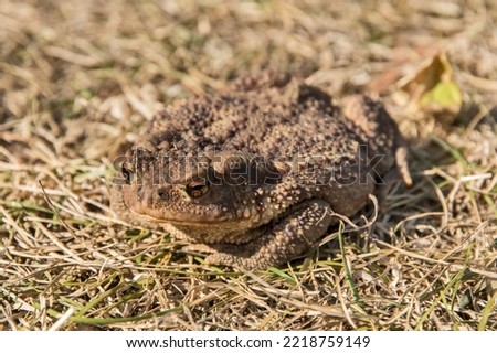 Common European toad closeup on green grass meadow