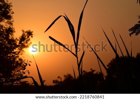 Summer sunset in a field in the sky of black bright colorful red orange color. The sun sets over the horizon against the background of the landscape of silhouettes of trees grass in nature.
