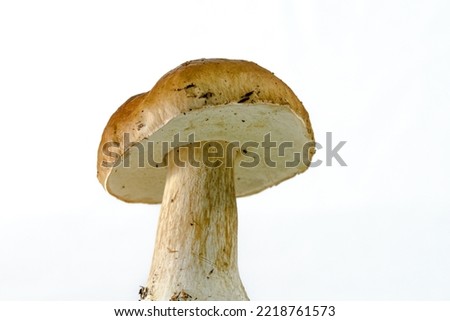 Boletus edulis mushroom on a white background, isolated, close up view, mushroom cap Royalty-Free Stock Photo #2218761573