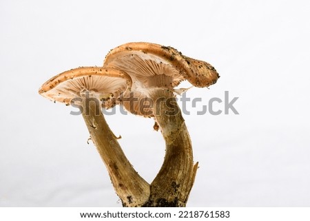 Harvested Armillaria mushrooms close up view. Mushroom caps. White background Royalty-Free Stock Photo #2218761583