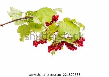 branch of viburnum on a white background