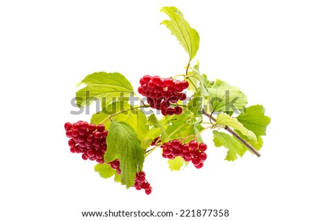 branch of viburnum on a white background