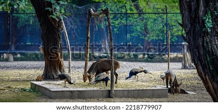 Peacock and deer standing together in a herd