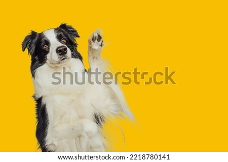 Funny emotional dog. Cute puppy dog border collie with funny face waving paw isolated on yellow background. Cute pet dog, cute pose. Dog raise paw up. Pet animal life concept